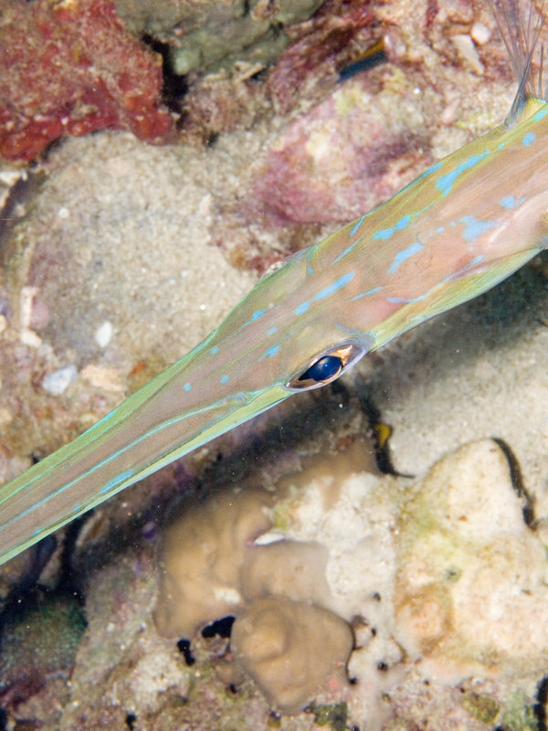 Flute fish, Hin Bida